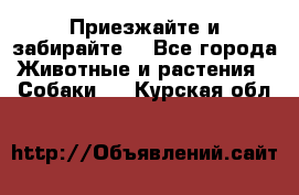 Приезжайте и забирайте. - Все города Животные и растения » Собаки   . Курская обл.